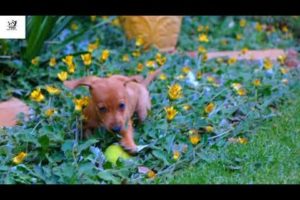 Cute baby animals Videos Compilation cutest moment of the animals - Cutest Puppies #Cute #Dogs