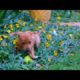 Cute baby animals Videos Compilation cutest moment of the animals - Cutest Puppies #Cute #Dogs