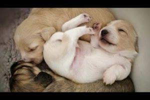 🐶 Cute dog moments that make you laugh 🐶 Cutest Dogs 2022