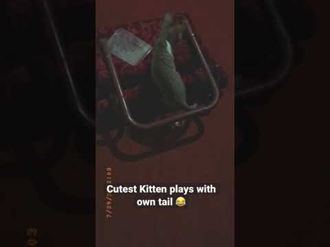 Cutes kitten playing with own tail || don’t miss cutest Kitten videos