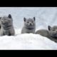 Cutest Kittens Playing and Fighting at 6 Weeks Old