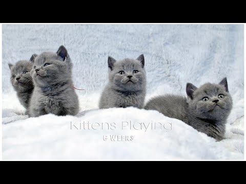 Cutest Kittens Playing and Fighting at 6 Weeks Old