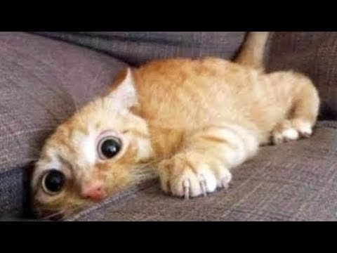 Cutest Pets ♥ Cute Baby Animals & Funny Pets Video Compilation