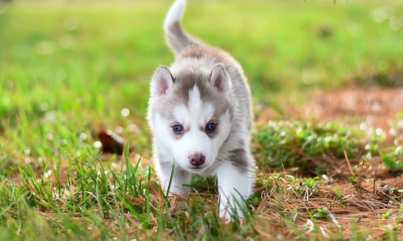 Cutest Puppies Compilation 1 Cute baby Pet puppies