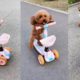 Cutest Puppies Dog Doing Funny Things | 05 | #shorts