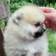 Cutest Puppies Videos  moment of the animals -  Cute baby animals-Compilation cutest