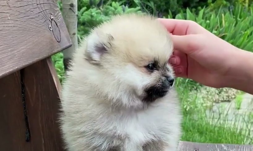 Cutest Puppies Videos  moment of the animals -  Cute baby animals-Compilation cutest