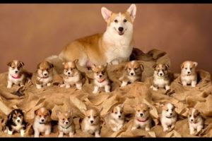 Cutest Puppies With Mothers #001 ♥ Cute Little Paws 🐾