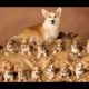 Cutest Puppies With Mothers #001 ♥ Cute Little Paws 🐾