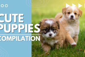 Cutest Puppies on YouTube!!!  Puppy Compilation