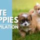 Cutest Puppies on YouTube!!!  Puppy Compilation