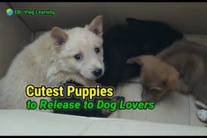 Cutest Puppies to Release to Dog Lovers