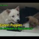 Cutest Puppies to Release to Dog Lovers