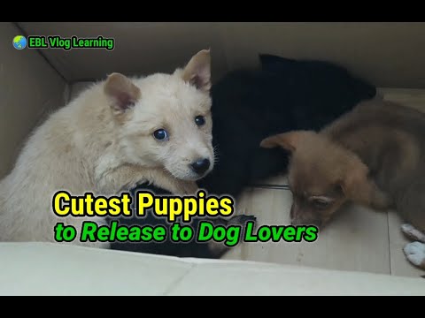 Cutest Puppies to Release to Dog Lovers