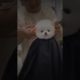 Cutest Puppies with Brilliant Hair Cut👉(TIKTOK) #shorts