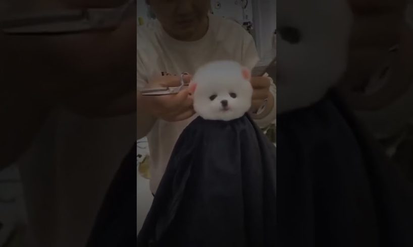 Cutest Puppies with Brilliant Hair Cut👉(TIKTOK) #shorts