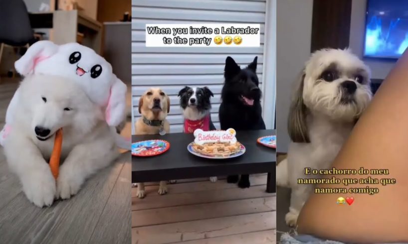Cutest puppies compilation part08 #cute #dogs #tiktok