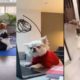 Cutest puppies compilation part11 #dogs #cute #tiktok #dog