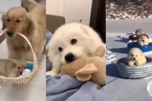 Cutest puppies compilation part14 #dogs #cute #tiktok #dog