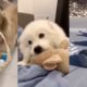 Cutest puppies compilation part14 #dogs #cute #tiktok #dog
