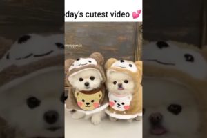 Cutest puppies (dogs) - like and subscribe for more dogs lover #doglover