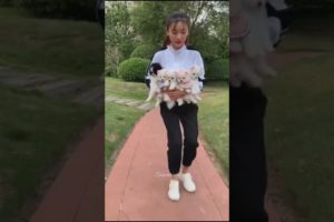 💕🥰 Cutest puppies of pomerian dogs 😍💕|| #shorts #viral #cutpets