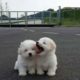 Cutest puppies playing so cute! 💖❤️ 🥰
