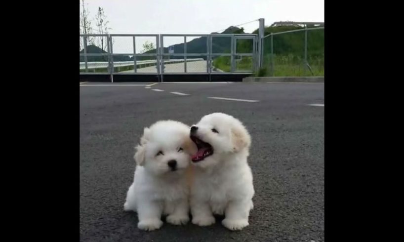 Cutest puppies playing so cute! 💖❤️ 🥰