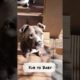 Cutest puppies videos #19 🥰🥰 #Doglovers🥰 #Doggo #Babydogs #Petdogs