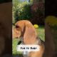 Cutest puppies videos _#9 🥰🥰 #Doglovers🥰 #Doggo #Babydogs #Petdogs