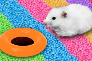 🌈  DIY Hamster Maze with Colorful Beads [Obstacle Course]