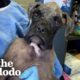 Dog Had Been Through So Much, People Couldn’t Tell Her Breed | The Dodo