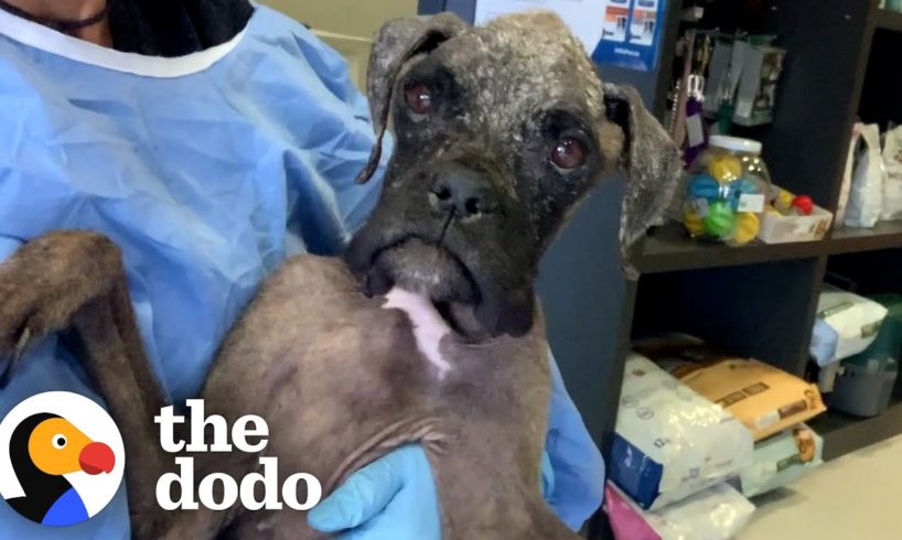 Dog Had Been Through So Much, People Couldn’t Tell Her Breed | The Dodo