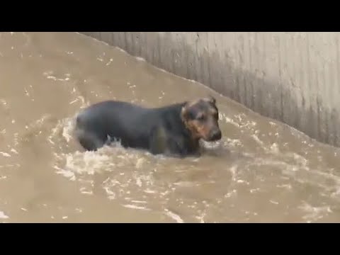 Dog Rescue: Crews pull canine out of LA River in Studio City