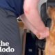 Dog Returned 2 Days After Being Adopted | The Dodo Foster Diaries