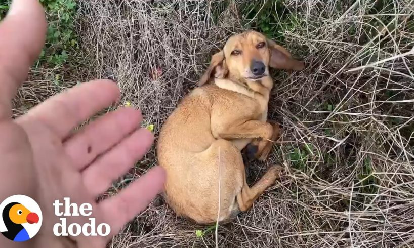 Dog Takes Himself To Shelter To Get Rescued | The Dodo