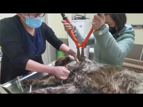 Dog got trapped in a wire that was cutting his body.He literally asked for help.