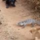 Dogs Vs Commando Dragon | Animals Fights | WILDLIFE |