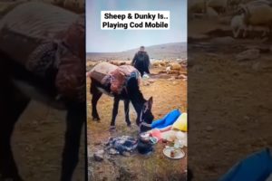 Donkey & Sheep Are Playing Cod Mobile Funny Animals Moments #shorts #animals #viralvideo #fyp