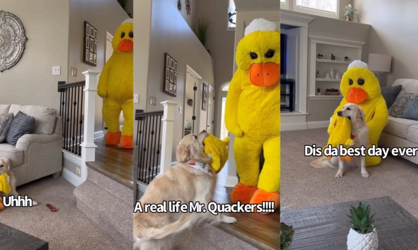 Dressing Up As Our Golden Retrievers Favorite Duck Toy