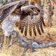 Eagle Attack and Eat Lizard Alive - Animal Fighting | ATP Earth