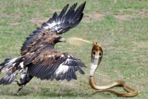 Eagle Vs King Cobra In A Big Fights To The Last Breath