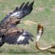 Eagle Vs King Cobra In A Big Fights To The Last Breath