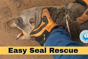 Easy Seal Rescue