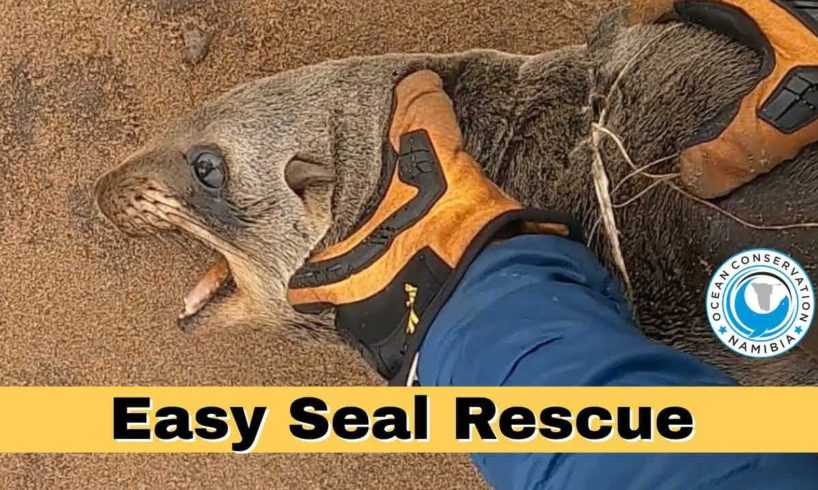 Easy Seal Rescue