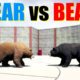 Far Cry 5 Arcade - Animal Fight: Black Bear vs Grizzly Bear Battles