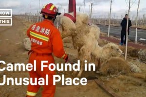 Firefighters Rescue Camel Stuck in a Well #Shorts