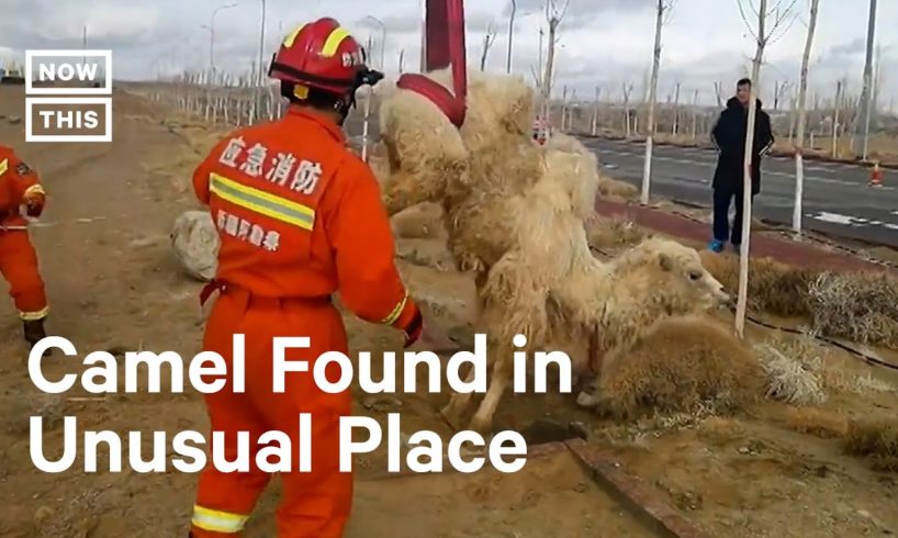 Firefighters Rescue Camel Stuck in a Well #Shorts
