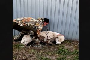 For two long years, he spent every day in front of the house waiting for his owner to return in vain