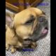 Frenchies Compilation - Ultimate Cutest PUPPIES Frenchie Dogs🐶 #Frenchie #Shorts #FunnyDogs